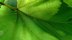 Green close-up nature leaves