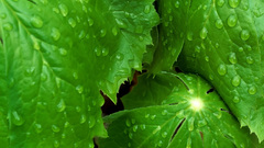 Green close-up nature leaves