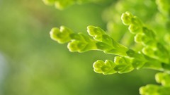 Green close-up nature Plants