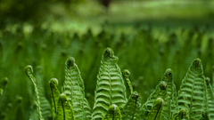 Green close-up nature Plants