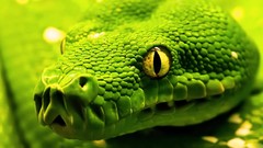 Green close-up snakes