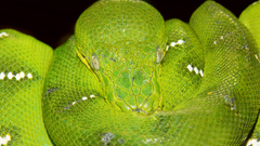 Green close-up wildlife snakes
