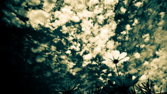 Green clouds Flowers grass