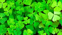 Green clover monochrome