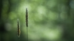 Green depth of field