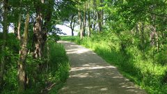 Green driveway Trees nature