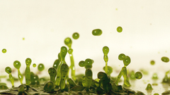 Green drops liquid Art