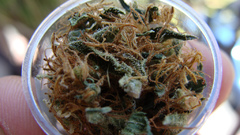 Green drugs Earth marijuana