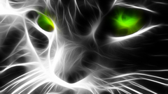 Green eyes cats Animals