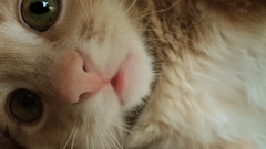 Green eyes Kittens close-up