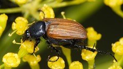 Green Flowers Animals insects