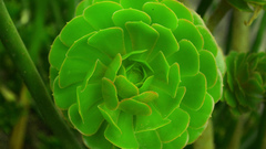 Green Flowers flower