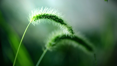 Green Flowers grass macro