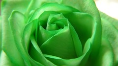Green Flowers roses