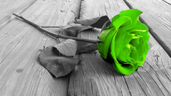 Green Flowers selective coloring