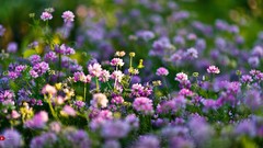 Green Flowers sunlight macro