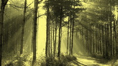 Green forest Trees high