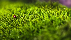 Green forests Animals insects