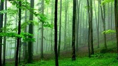 Green forests fog