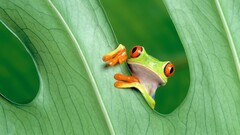 Green frog leaves Animals amphibian red eyed tree frogs