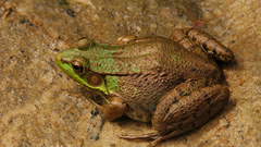 Green frog rana clamitans
