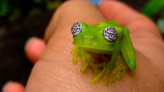 Green Frogs amphibians