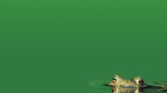 Green Frogs amphibians