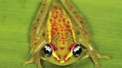 Green Frogs macro dart