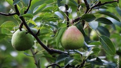 Green fruits fruit trees