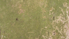 Green fungus Wood nature