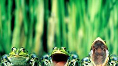 Green funny Frogs amphibians
