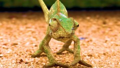 Green funny Reptiles chameleons