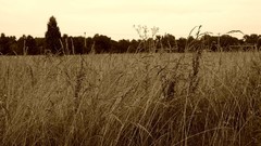 Green Garden towns sepia