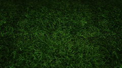 Green grass