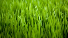 Green grass