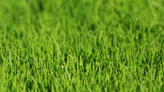 Green grass awesome widescreen
