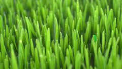 Green grass background nature