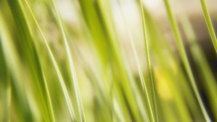 Green grass background nature