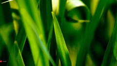 Green grass blades macro