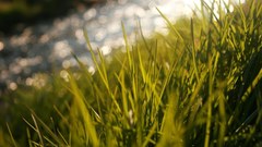 Green grass bokeh macro
