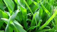 Green grass dew