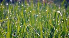 Green grass drops macro