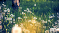 Green grass fields meadows