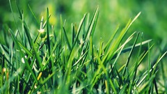 Green grass fields summer