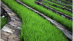 Green grass Garden rice