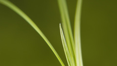 Green grass macro