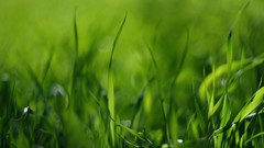 Green grass macro depth