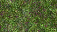 Green grass meadows Textures