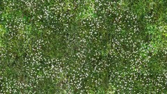Green grass meadows Textures