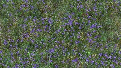 Green grass meadows Textures